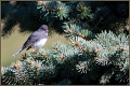 Dark Eyed Junco